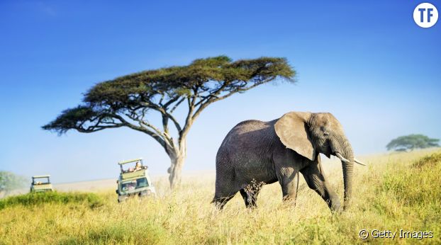 Un safari en Tanzani.