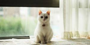 Un meurtrier démasqué grâce à l'ADN de son chat en Grande-Bretagne