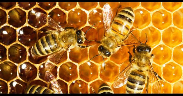 les abeilles - "Si les abeilles disparaissent, les jours de l'homme sont comptés" 153992-banque-du-miel-investir-dans-une-ruche-pour-sauver-les-abeilles--600x315-1