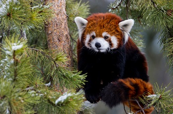Panda roux 