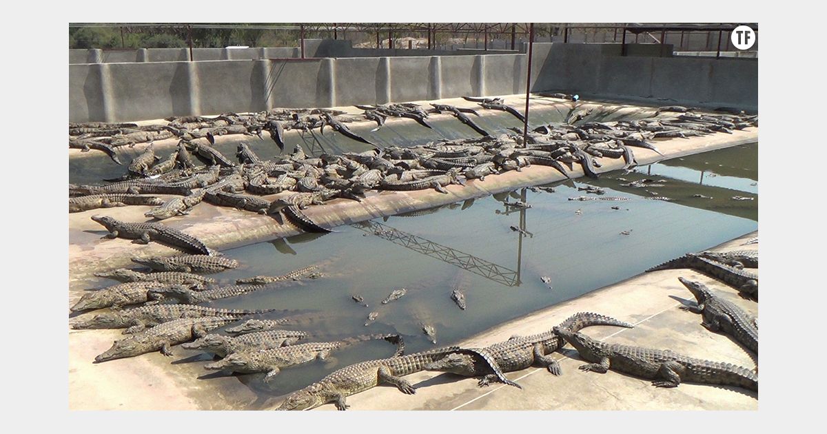Abattage des crocodiles : le sac Birkin Croco ne changera pas de nom -  Sciences et Avenir