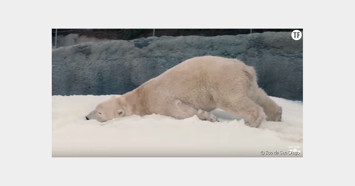 Comment fait l'ourse polaire pour respirer dans sa tanière sous la neige ?  Valentine, 8 ans - Images Doc