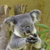 Envie de sentir le koala ? Votre rêve va devenir réalité