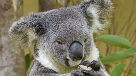 Envie de sentir le koala ? Votre rêve va devenir réalité