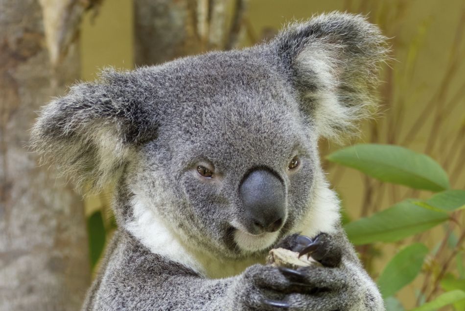Le Koala, la nouvelle fragrance en vogue