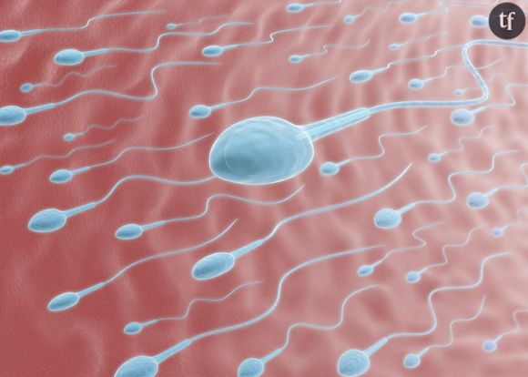 Les spermatozoïdes faisant la course vers l'ovule