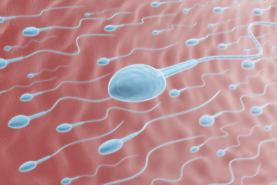 Les spermatozoïdes faisant la course vers l'ovule