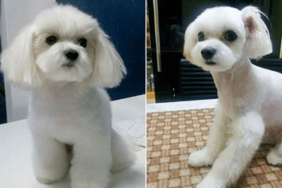 Un chien avant et après ses opérations de chirurgie esthétique.