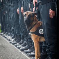 Assaut de Saint-Denis : la mort du chien Diesel secoue le web