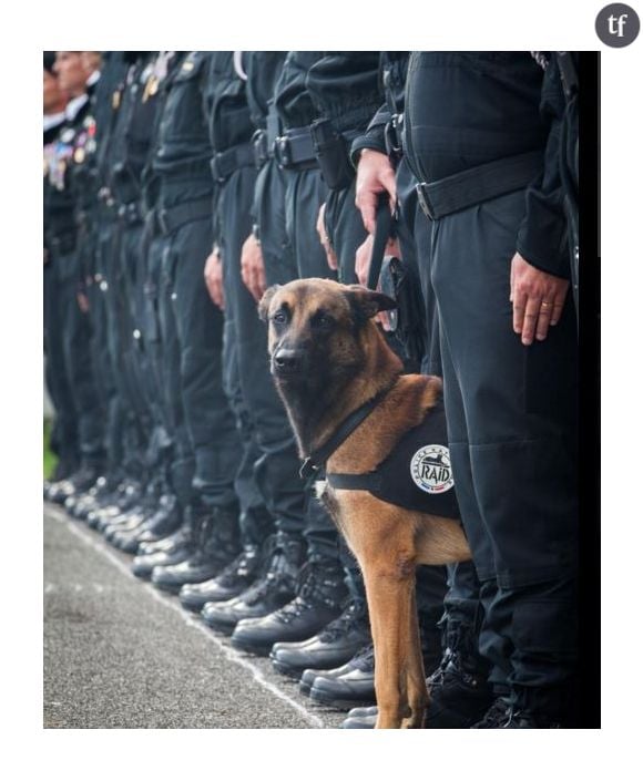 La police nationale évoque la mort du chien Diesel pendant l'assaut