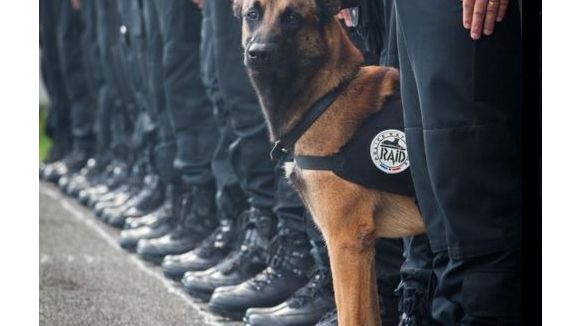 Assaut de Saint-Denis : la mort du chien Diesel secoue le web