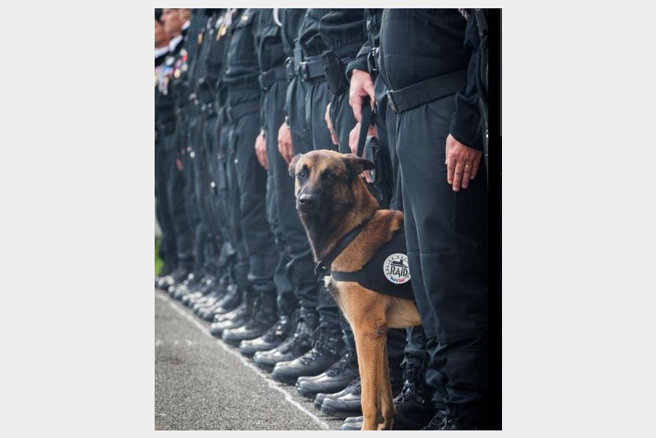 La police nationale évoque la mort du chien Diesel pendant l'assaut