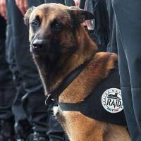 Diesel : le témoignage émouvant du policier maître du chien d'assaut