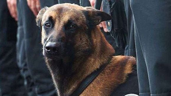 Diesel : le témoignage émouvant du policier maître du chien d'assaut