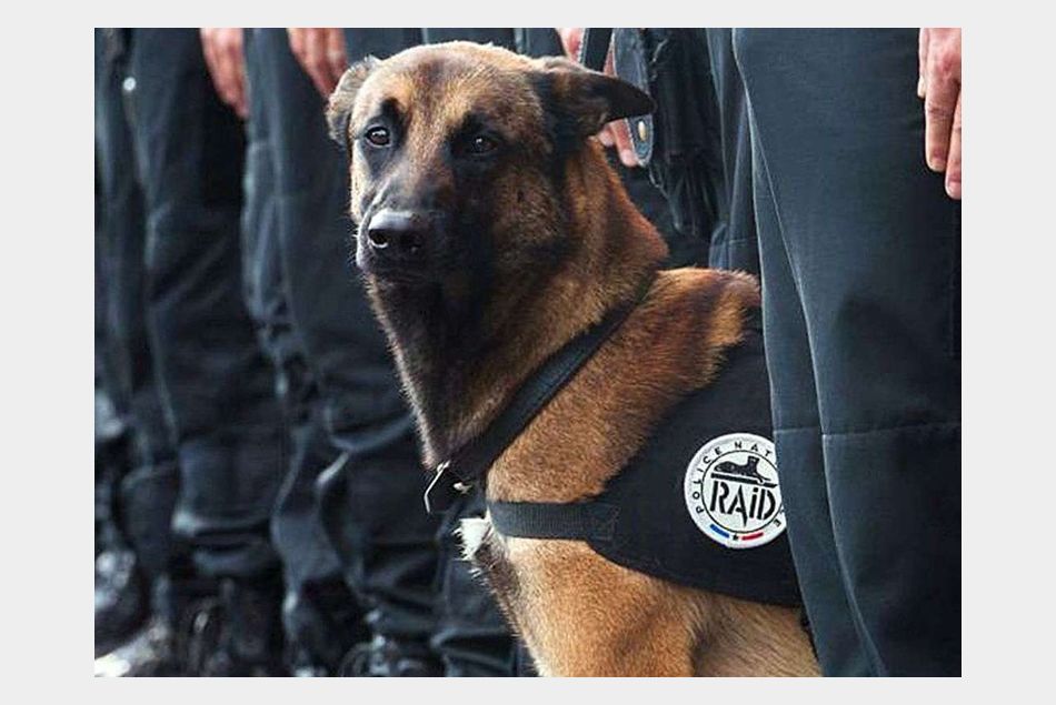 Le témoignage émouvant du policier maître de Diesel après la mort de sa chienne
