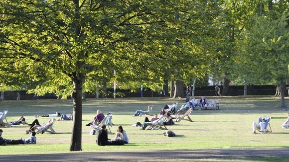 Écologie : pourquoi les arbres de Londres valent 8 milliards d'euros