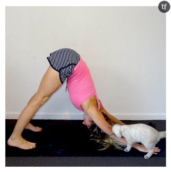 Faire du yoga avec son chat, la nouvelle tendance zen