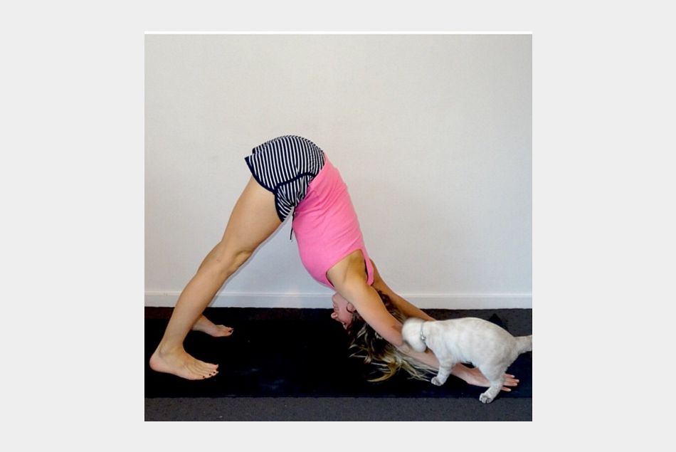 Faire du yoga avec son chat, la nouvelle tendance zen