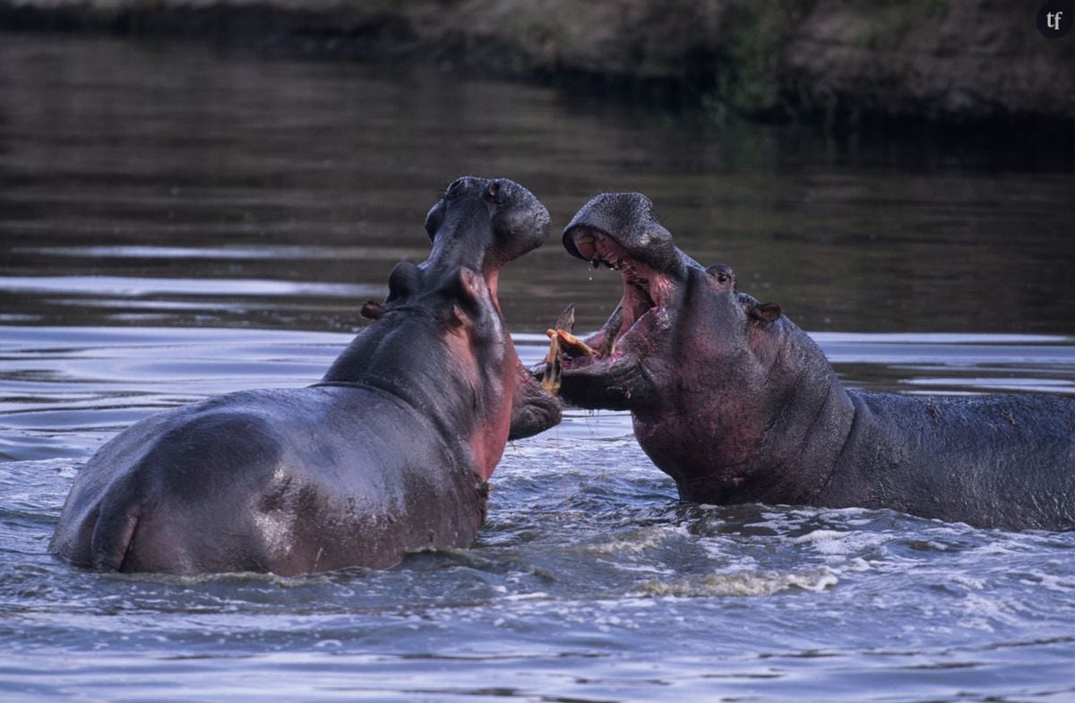 5 animaux qui ont une vie sexuelle beaucoup plus misérable que la vôtre -  Terrafemina