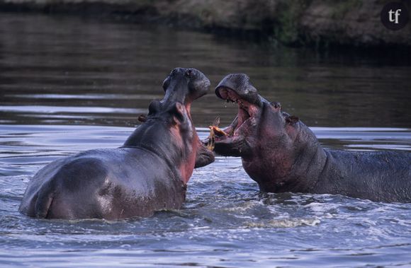 Cinq animaux qui ont une vie sexuelle vraiment minable