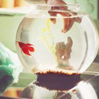 Adoptez un poisson, c'est bon pour la santé