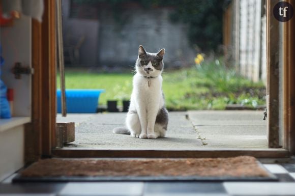 On sait pourquoi les chats miaulent pour entrer (et sortir) d'une pièce