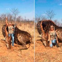 Une chasseuse américaine abat une girafe et s'attire les foudres des internautes