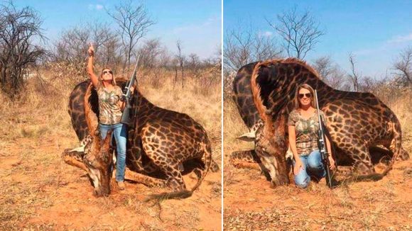 Une chasseuse américaine abat une girafe et s'attire les foudres des internautes