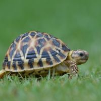 Vos vieux soutifs peuvent sauver des tortues