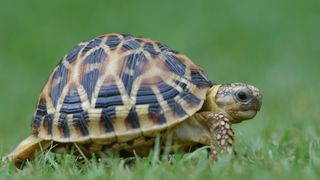 Vos vieux soutifs peuvent sauver des tortues