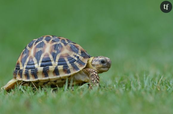 Vos vieux soutifs peuvent sauver des tortues