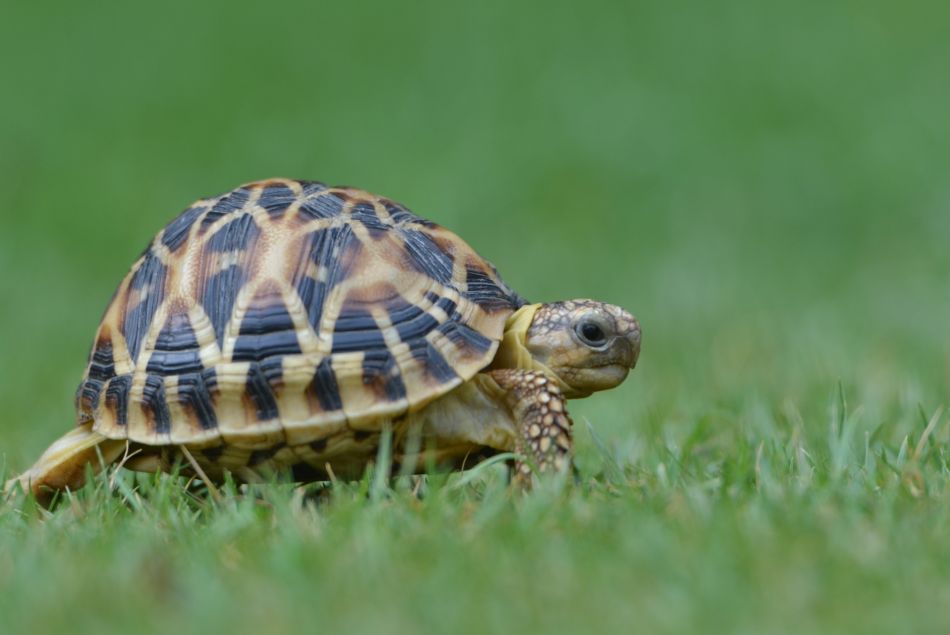 Vos vieux soutifs peuvent sauver des tortues