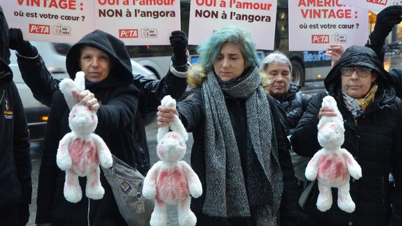 Stoppons le business de l'angora : "rien ne justifie une telle violence pour un pull"