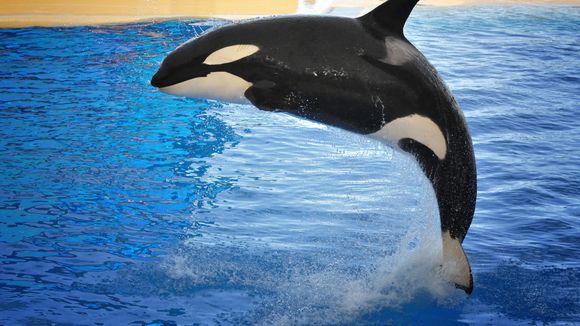 Cirques, delphinariums, fermes à fourrure : pourquoi il est temps de libérer les animaux