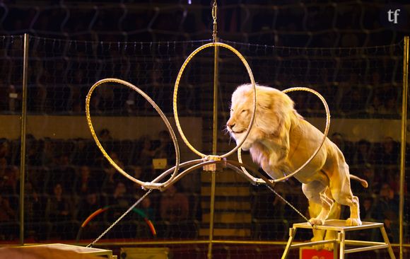 Lion dans un cirque