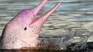 31 espèces disparues, plus de 3 000 animaux et végétaux menacés : le triste bilan de 2020