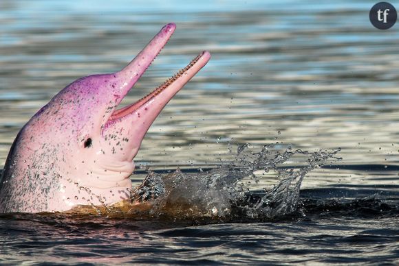 31 espèces disparues, plus de 3 000 animaux et végétaux menacés : le triste bilan de 2020