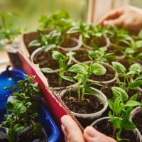 Quels légumes je peux faire pousser dans mon appart sans balcon (et comment)