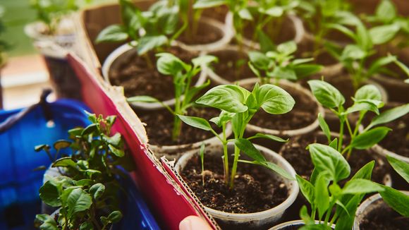 Quels légumes je peux faire pousser dans mon appart sans balcon (et comment)