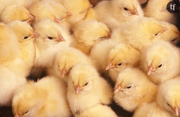 La fin du broyage des poussins (enfin !) annoncée pour 2022