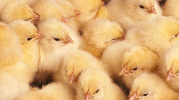 La fin du broyage des poussins mâles (enfin !) annoncée pour 2022