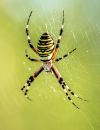 Pourquoi tester l'araignée, la position cul qui nous fait décoler
