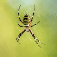 Pourquoi tester l'araignée, la position cul qui nous fait décoler