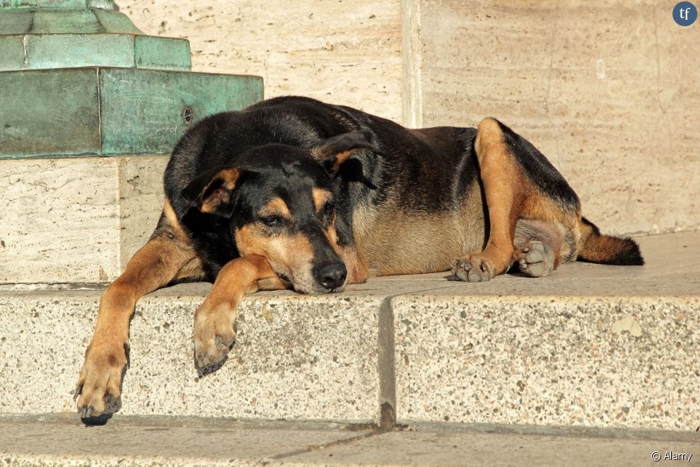 Les chiens réduiraient le risque de stress, anxiété, mais  aussi le sentiment de solitude