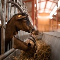 Isabelle Adjani et L214 dénoncent un "élevage sordide" de chèvres Chevenet