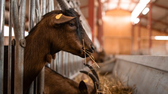 Isabelle Adjani et L214 dénoncent un "élevage sordide" de chèvres Chevenet