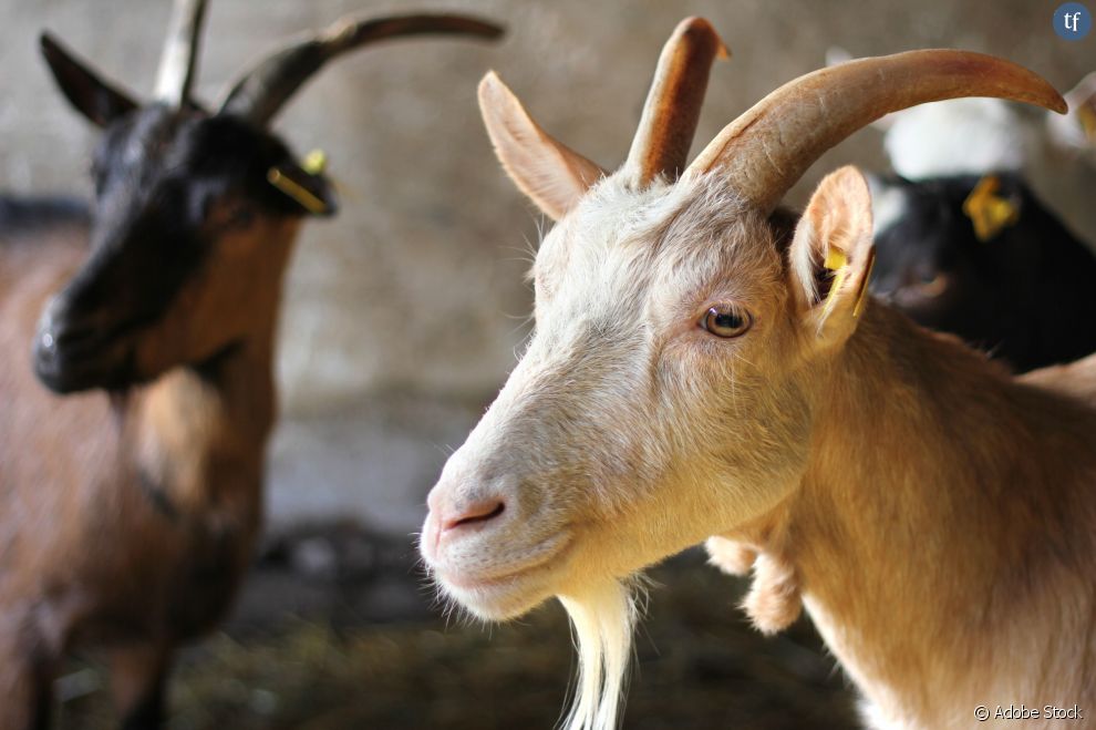   Près de 2000 chèvres vivraient donc cloîtrées ensemble avec pour seul accès une cour bétonnée  
     