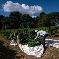 Au Brésil, des producteurs noirs de café pour une "réparation historique"