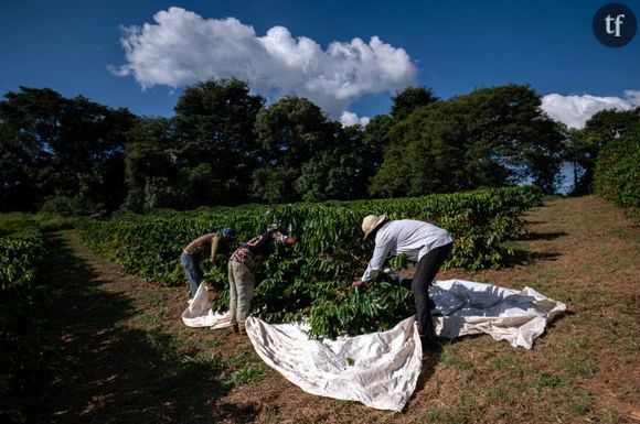 Neide Peixoto récolte des grains de café à la ferme Santo Antonio à Santo Antonio do Amparo, Minas Gerais, Brésil, le 15 mai 2024