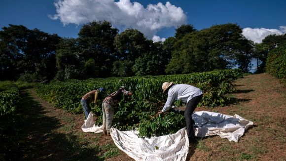 Au Brésil, des producteurs noirs de café pour une "réparation historique"